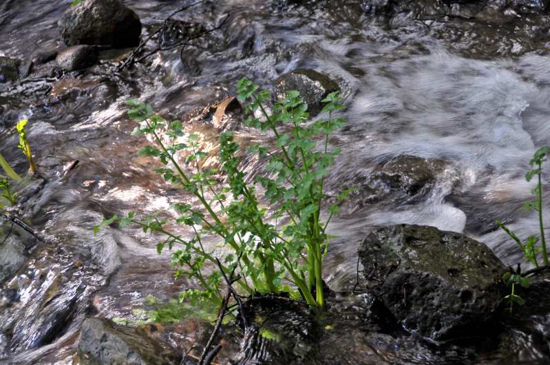 Oenanthe crocata